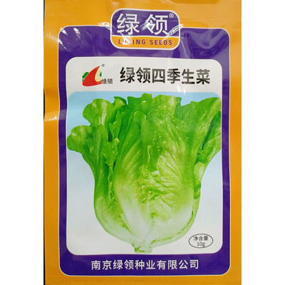 四季生菜半结球生菜种子10克