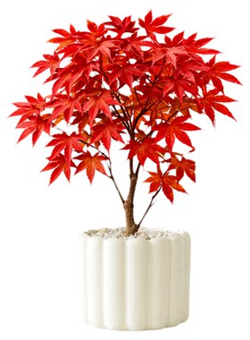 红枫树苗四季红盆栽日本红舞姬室内办公室桌面绿植盆景懒人好养活