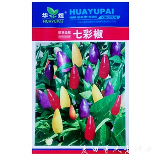 七彩小米泡椒种子苗朝天辣椒阳台盆栽庭院农家作物四季疏蔬菜种籽