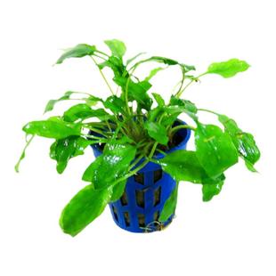 鱼缸造景活体中纤景椒草绿温蒂椒草淡水懒人鱼缸水族箱装饰观赏草