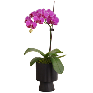 蝴蝶兰花苗带花苞盆栽客厅兰花室内植物花卉四季好养活年宵花绿植