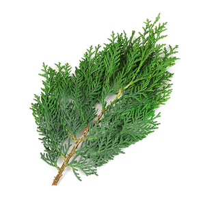 新鲜扁柏叶松柏叶西餐摆盘装饰酒店日料刺身点缀侧柏枝扁柏枝叶子