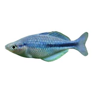 蓝美人鱼石美人鸽子红苹果霓虹电光美人鱼高端稀有草缸群游活体鱼