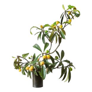 ins插花枇杷鲜切水果枝条水培绿植水养植物极简艺术超长型真花