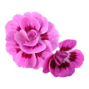 初吻花 新鲜花卉 中式餐厅摆盘花草 西餐厅私房菜冷盘创意装饰花