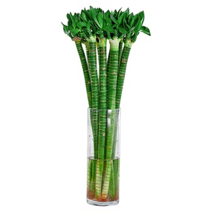 文昌竹4支金榜题名水培带根植物文竹龙竹富贵竹水养桌面盆栽绿植