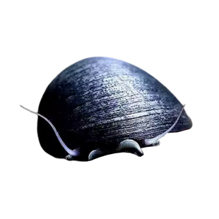 鱼小鱼泰国进口黑金刚螺除藻利器体型丰满观赏螺性情温和易饲养