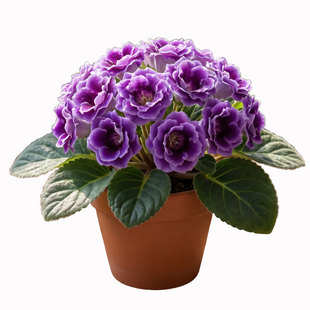 重瓣大岩桐盆栽带花苞阳台客厅四季好养活富贵芙蓉花花苗开花花卉