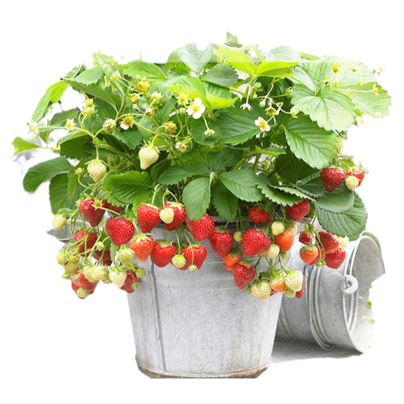 四季奶油草莓苗秧结果带土带盆特大号食用牛奶白色阳台盆栽