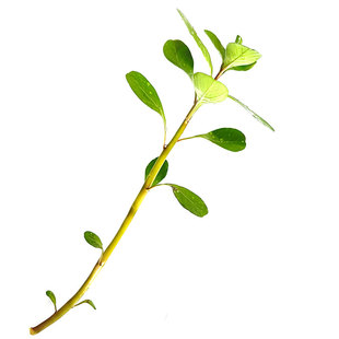 黄花水龙水生水培植物养鱼虾龟湖泊池塘造景河道工程净化水质水草