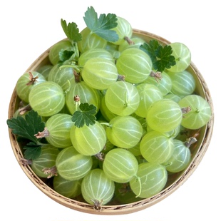灯笼果酸子鲜果鹅莓刺梨酸掉渣儿酸钉子酸子粒开胃醋栗刺果莓包邮