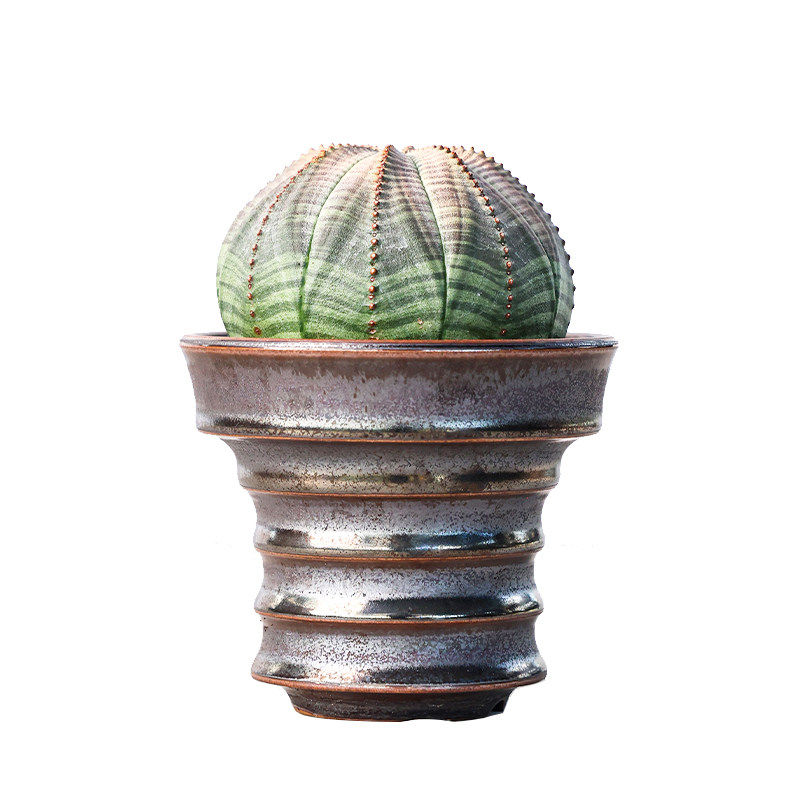 【朴原】实生布纹球Euphorbia obesa块根欧系多肉绿植一物一拍