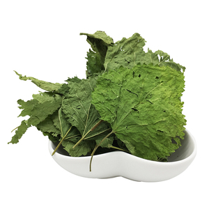 小宠零食清新干薄荷叶桑叶菊苣草蒲公英干草兔子龙猫清热去火保健