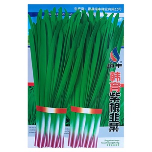 791宽叶韭菜种子紫根香韭菜籽四季播种菜园盆栽种植耐热寒蔬菜种