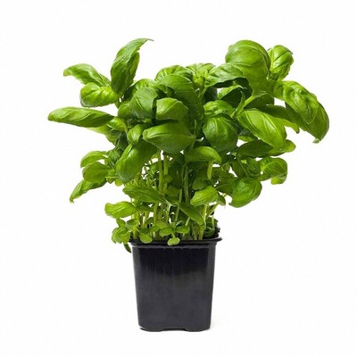 食用香料大叶甜罗勒苗秧紫罗勒金不换九层塔种子阳台观赏盆栽芳香