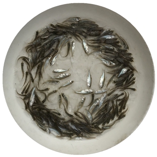 武昌鱼苗鳊鱼扁鱼团头鲂三角鲂边鱼苗淡水养殖观赏鱼宠物小型鱼苗