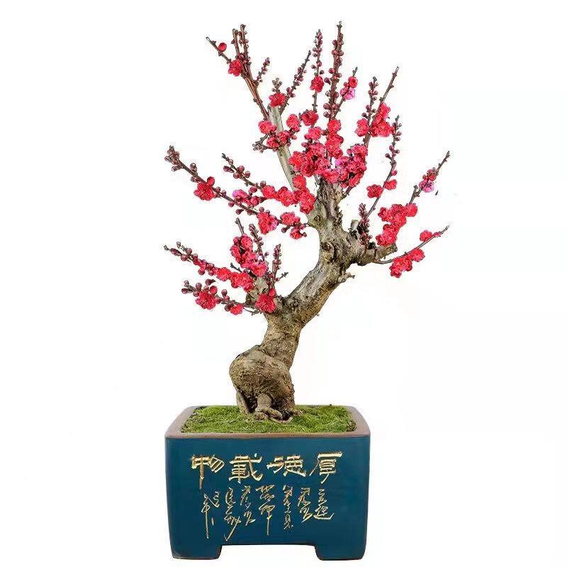 梅花盆栽老桩红梅腊梅盆景树苗花造型盆景