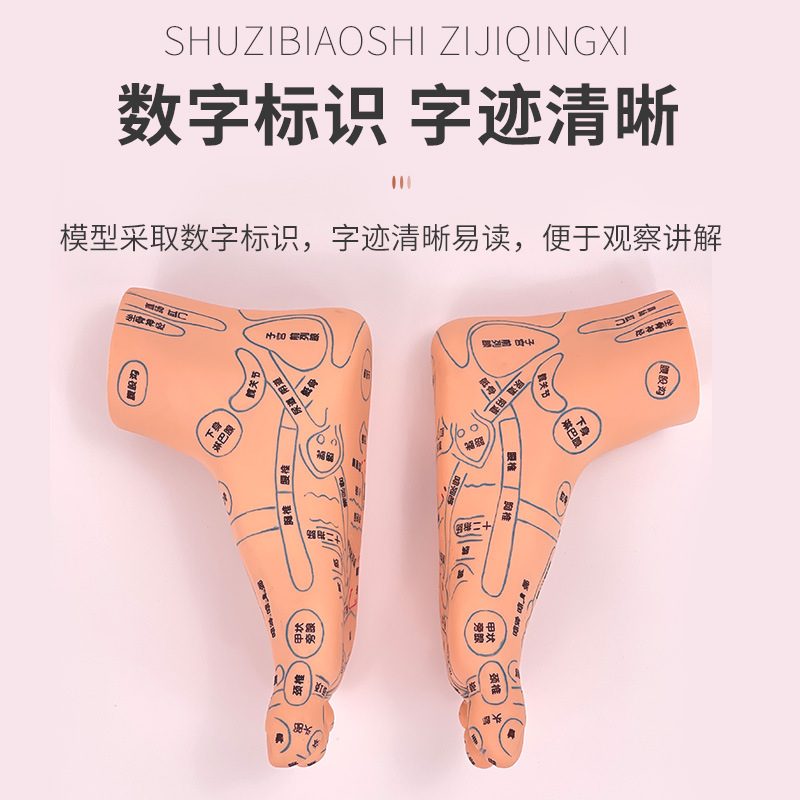 脚穴位模型足部底耳图经络针灸反射推拿足底脚模眼睛模手部耳朵手