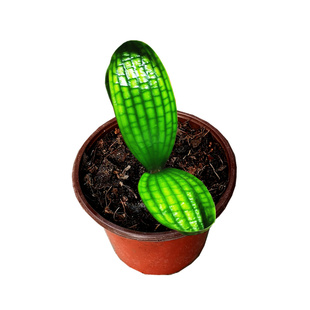 长春新款精品君子兰一花黄体腊膜花脸麻短宽叶珍珠圆虎头盆栽小苗