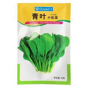 日本进口青叶小菘菜种子青菜种籽盆栽春季蔬菜种孑小白菜阳台蔬菜