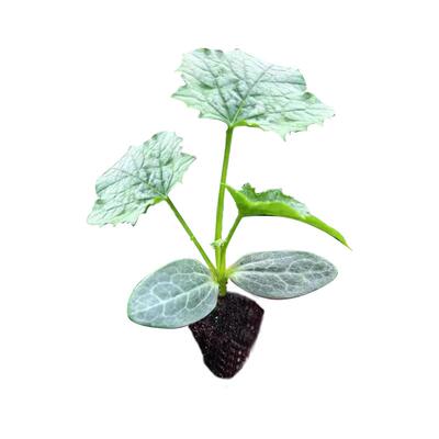 各种丝瓜苗老品种包成活四季