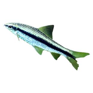 黑线飞狐 水草缸除黑毛藻强力除藻王工具鱼小猴金线一线飞狐活体