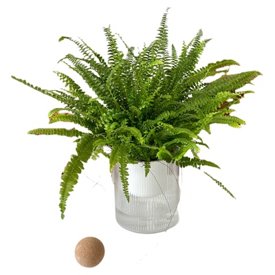 波士顿蕨盆栽室内桌面