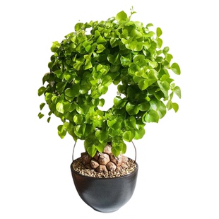 精品南非龟甲龙植物小苗块根种子高端稀有多肉盆栽办公室桌面绿植