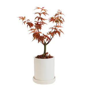 中国红枫树苗四季日本红舞姬庭院老桩植物别墅室外耐寒南北方种植