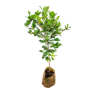 正宗神秘果树苗盆栽地栽变味果酸变甜庭院南方北方四季种植营养杯