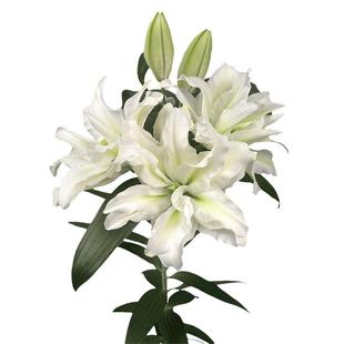 春百合种球爱莎虹越荷兰进口单重瓣香水百合花种阳台艾莎花卉现货
