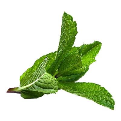 老一生鲜薄荷叶薄荷头叶尖芽