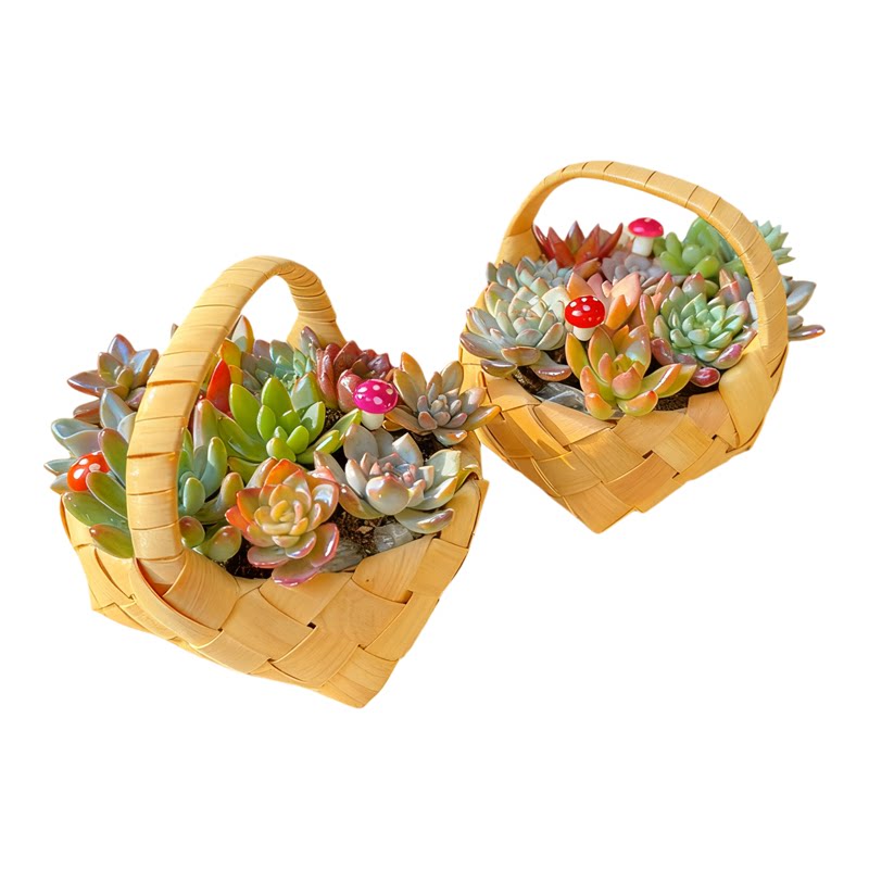 多肉植物花篮伴手礼盆栽礼品
