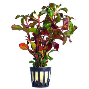 鱼缸真水草造景活阴性绿藻球净水懒人水兰莫斯养鱼生沉木植物套餐