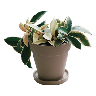 亲爱的绿植花叶球兰锦爬藤垂吊阳台窗台庭园室内盆栽攀援花卉植物