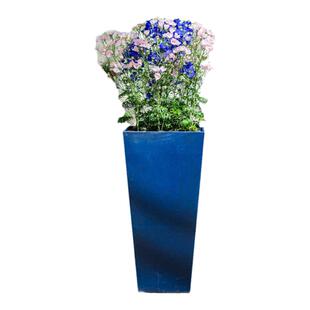 进口小花飞燕草种子 阳台室内盆栽花园露台春秋季易播种 花卉种子