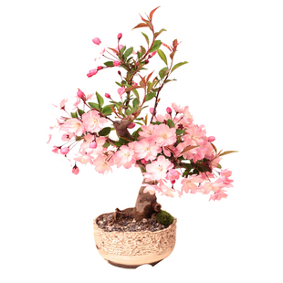 海棠花盆栽树苗老桩四季开花卉植物室内花庭院阳台名贵绿植好养活