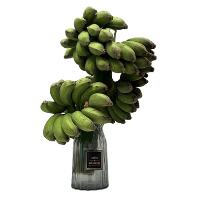 【禁止蕉绿】水培香蕉整串小米蕉