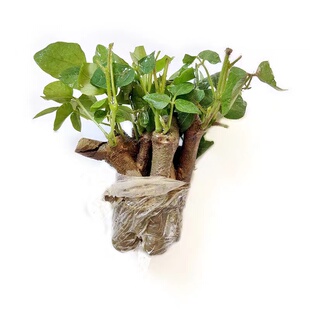 广西藤县正宗粉葛苗包邮带芽种子种植黄金葛根苗高产无渣菜葛种苗