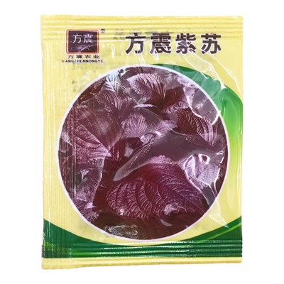 2包方震紫叶薄荷种子快速生长