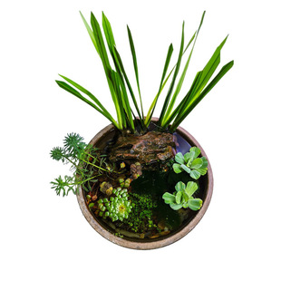 养龟用慈姑水草水芹菜菖蒲池塘鱼缸花卉净化水质真草水竹水生植物