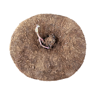 精选小红藤山乌龟室内盆栽云南多肉块根植物金不换盆景圆叶爬藤