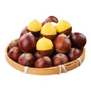 2025年锥栗农家老树生板栗新鲜建瓯高山油栗现摘野生小毛栗鲜栗子