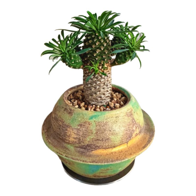 铁甲麒麟好养耐旱高级感绿植盆栽