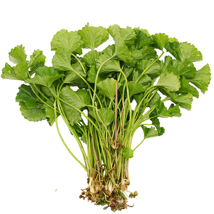 云南德宏新鲜苦菜马蹄菜铜钱草崩大碗雷公根灯盏菜积雪草250克