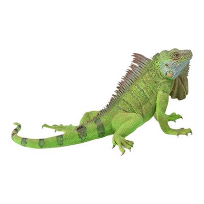 CollectA美洲鬣蜥动物模型玩具