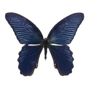 真蝴蝶原蝶蓝凤蝶未展翅蝴蝶标本制作diy研学手工材料A1/A-品质
