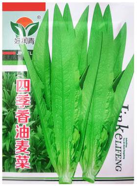 四季香油麦菜种子莜麦菜苦菜种籽