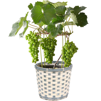 天狼 圆叶葡萄盆栽苗 庭院花园皮实耐热易养护可食用果树苗