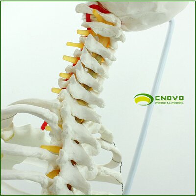 ENOVO人体脊柱模型腰椎骨盆整骨胸骨肋骨胸腔骨骼架模型